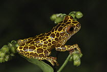 Bereis' Treefrog (Dendropsophus leucophyllatus), giraffe phase, Allpahuayo Mishana National Reserve, Peru