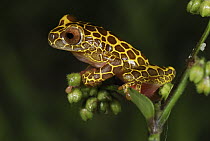 Bereis' Treefrog (Dendropsophus leucophyllatus), giraffe phase, Allpahuayo Mishana National Reserve, Peru
