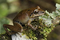 Zurucuchu Robber Frog (Pristimantis w-nigrum), Colon, Colombia