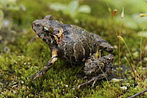 Rain Frog (Eleutherodactylus sp), Colon, Colombia