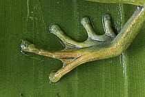 Tree Frog (Gastrotheca ruizi) foot, Colon, Colombia