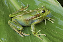 Tree Frog (Gastrotheca ruizi), Colon, Colombia