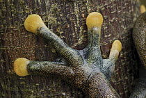 Linda's Treefrog (Hyloscirtus lindae) foot, Colon, Colombia