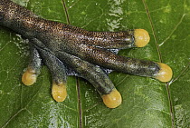 Linda's Treefrog (Hyloscirtus lindae) foot, Colon, Colombia