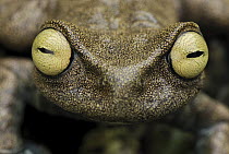Linda's Treefrog (Hyloscirtus lindae) looking at camera, Colon, Colombia