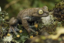 Linda's Treefrog (Hyloscirtus lindae), Colon, Colombia