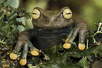 Linda's Treefrog (Hyloscirtus lindae), Colon, Colombia
