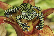 Tiger's Treefrog (Hyloscirtus tigrinus) on bromeliad, new species discovered in 2007, Colombia