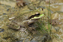 Tarraco Treefrog (Smilisca phaeota), Colombia