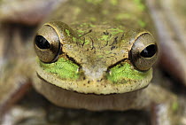 Tarraco Treefrog (Smilisca phaeota) portrait, Colombia. Sequence 1 of 2