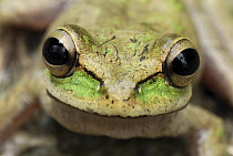 Tarraco Treefrog (Smilisca phaeota) portrait, Colombia. Sequence 2 of 2