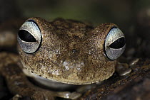Emerald-eyed Treefrog (Hypsiboas crepitans) portrait, Colombia