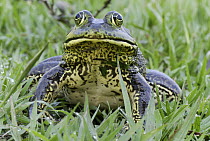 American Bullfrog (Rana catesbeiana), Reserva Natural Laguna de Sonso, Colombia