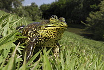 American Bullfrog (Rana catesbeiana), Reserva Natural Laguna de Sonso, Colombia