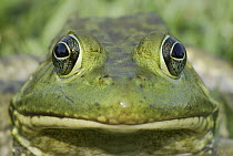 American Bullfrog (Rana catesbeiana) portrait, Reserva Natural Laguna de Sonso, Colombia