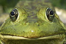 American Bullfrog (Rana catesbeiana) portrait, Reserva Natural Laguna de Sonso, Colombia