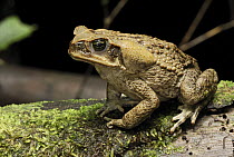 Cane Toad (Bufo marinus) the large swollen parotid glands behind the head of the cane produce a mixture of fourteen different toxins affecting the nervous system of any predator inexperienced enough t...