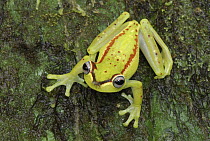 Tree Frog (Hyla rubracyla), Colombia