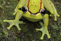 Tree Frog (Hyla rubracyla), Colombia