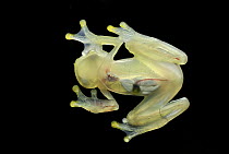 Northern Glassfrog (Hyalinobatrachium fleischmanni) underside showing internal organs, Colombia