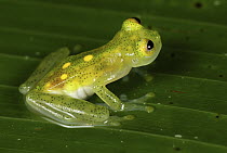 Northern Glassfrog (Hyalinobatrachium fleischmanni) male, Colombia
