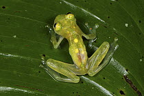 Northern Glassfrog (Hyalinobatrachium fleischmanni) male, Colombia
