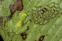 Northern Glassfrog (Hyalinobatrachium fleischmanni) female with her developing eggs and tadpoles, Colombia