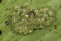 Northern Glassfrog (Hyalinobatrachium fleischmanni) eggs with fully developed tadpoles, Colombia