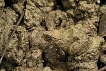 Seep Frog (Occidozyga baluensis) camouflaged against soil, Danum Valley Conservation Area, Malaysia