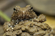 Seep Frog (Occidozyga baluensis), Danum Valley Conservation Area, Malaysia