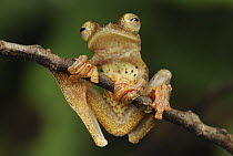 Harlequin Flying Tree Frog (Rhacophorus pardalis), Danum Valley Conservation Area, Malaysia