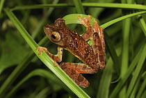 Harlequin Flying Tree Frog (Rhacophorus pardalis) on blades of grass, Danum Valley Conservation Area, Malaysia