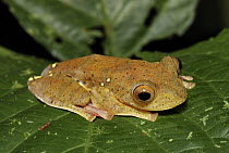 Harlequin Flying Tree Frog (Rhacophorus pardalis), Danum Valley Conservation Area, Malaysia