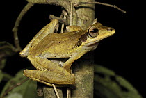 Dark-eared Tree Frog (Polypedates macrotis), Danum Valley Conservation Area, Malaysia