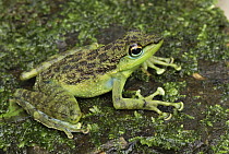 Mindanao Splash Frog (Staurois natator), Danum Valley Conservation Area, Malaysia
