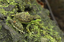 Mindanao Splash Frog (Staurois natator) camouflaged against mossy rocks, Danum Valley Conservation Area, Malaysia