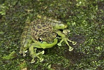 Mindanao Splash Frog (Staurois natator) on mossy rocks, Danum Valley Conservation Area, Malaysia