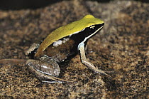 Green Mantella (Mantella viridis) frog, Montagne des Francais Reserve, Antsiranana, northern Madagascar