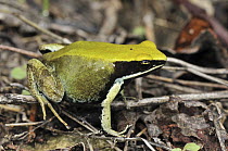 Green Mantella (Mantella viridis) frog, Montagne des Francais Reserve, Antsiranana, northern Madagascar