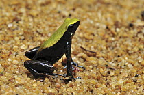 Climbing Mantella (Mantella laevigata), a poison dart frog, Masoala National Park, Madagascar