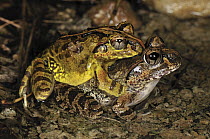 Mantellid Frog (Laliostoma labrosum) pair in amplexus, Montagne des Francais Reserve, Antsiranana, northern Madagascar