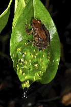 Sainte Marie Madagascar Frog (Guibemantis bicalcaratus) with eggs, Montagne D'Ambre National Park, Antsiranana, northern Madagascar