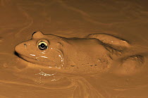African Bullfrog (Pyxicephalus adspersus) in mud, introduced species, Ankarana Special Reserve, Madagascar