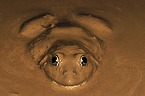 African Bullfrog (Pyxicephalus adspersus) in mud, introduced species, Ankarana Special Reserve, Madagascar