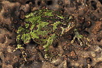 Green Burrowing Frog (Scaphiophryne marmorata), Andasibe-Mantadia National Park, Madagascar