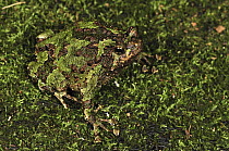 Green Burrowing Frog (Scaphiophryne marmorata) camouflaged on moss, Andasibe-Mantadia National Park, Madagascar