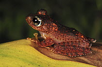 Mantellid Frog (Boophis tephraeomystax), Andasibe-Mantadia National Park, Madagascar