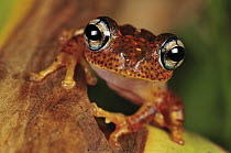 Mantellid Frog (Boophis tephraeomystax) portrait, Andasibe-Mantadia National Park, Madagascar