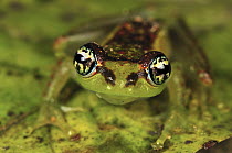 Mantellid Frog (Boophis bottae), Andasibe-Mantadia National Park, Madagascar