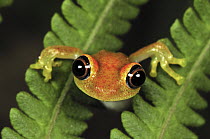 Green Bright-eyed Frog (Boophis viridis) on fern, Andasibe-Mantadia National Park, Madagascar